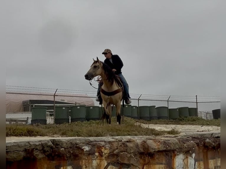 American Quarter Horse Wałach 8 lat 150 cm Jelenia in Paicines CA