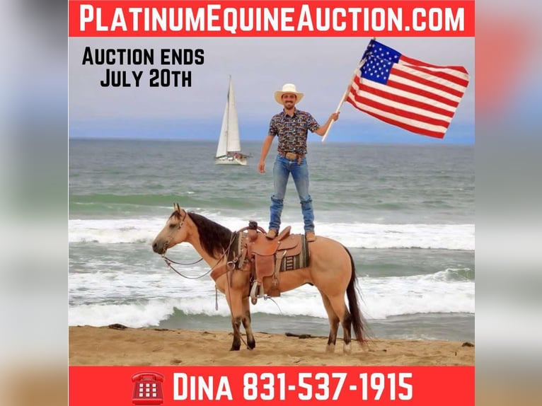 American Quarter Horse Wałach 8 lat 150 cm Jelenia in Paicines CA