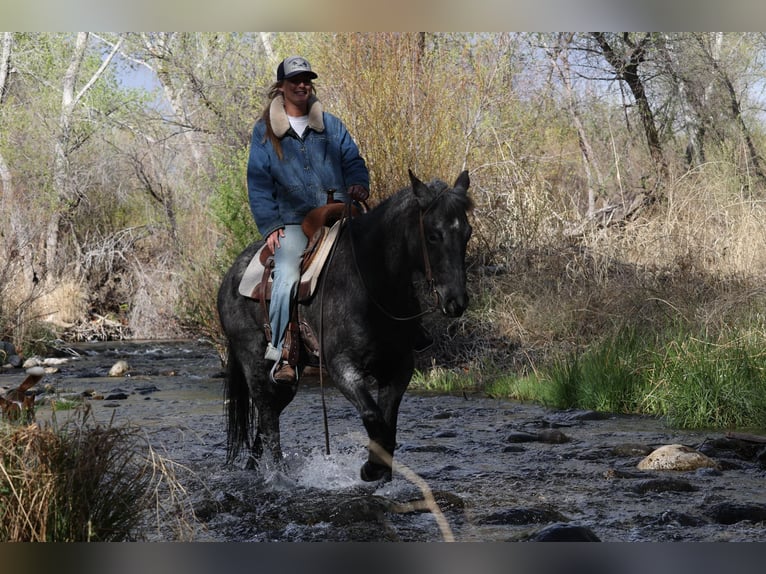 American Quarter Horse Wałach 8 lat 150 cm Karodereszowata in Camp Verde AZ