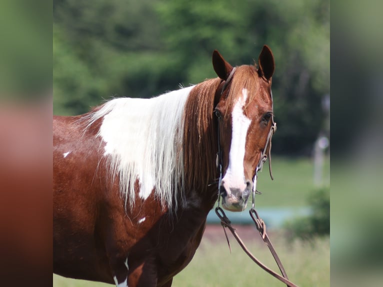 American Quarter Horse Wałach 8 lat 150 cm Tobiano wszelkich maści in Brodhead KY