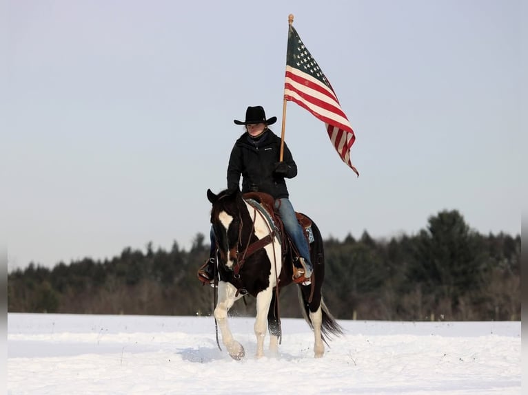American Quarter Horse Wałach 8 lat 150 cm Tobiano wszelkich maści in Clarion, PA