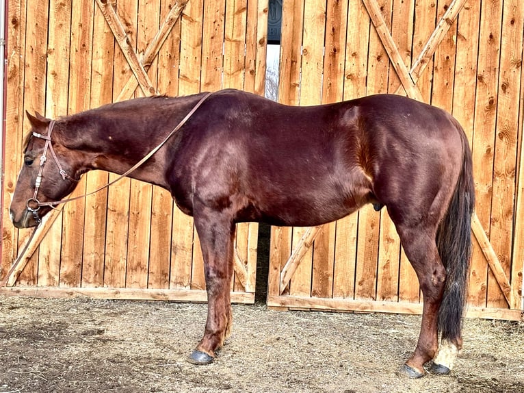 American Quarter Horse Wałach 8 lat 152 cm Ciemnokasztanowata in Fort Collins
