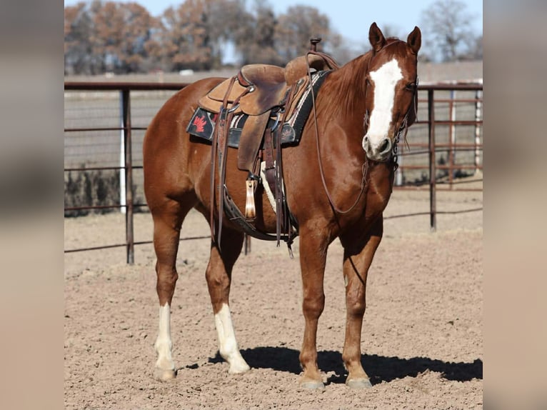 American Quarter Horse Wałach 8 lat 152 cm Cisawa in Mineral Wells