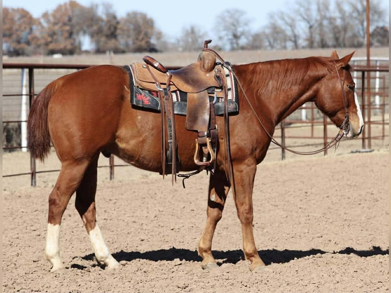 American Quarter Horse Wałach 8 lat 152 cm Cisawa in Mineral Wells