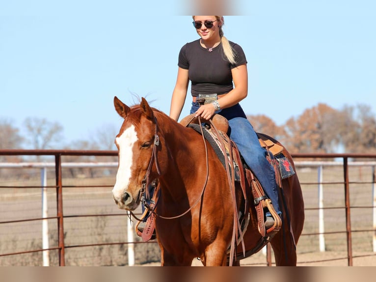 American Quarter Horse Wałach 8 lat 152 cm Cisawa in Mineral Wells