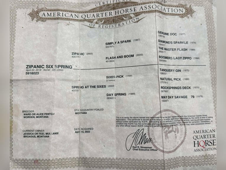 American Quarter Horse Wałach 8 lat 152 cm Cisawa in Mineral Wells