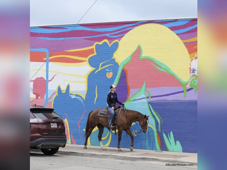 American Quarter Horse Wałach 8 lat 152 cm Cisawa in Weatherford TX