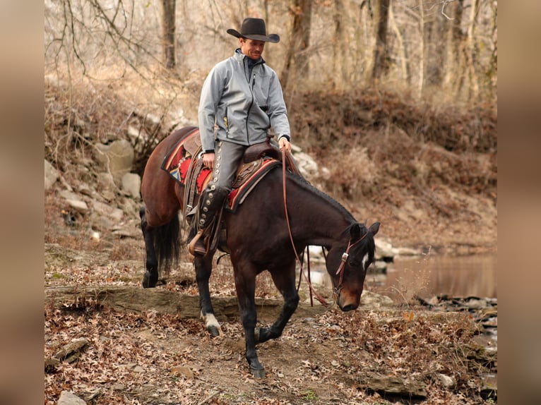American Quarter Horse Wałach 8 lat 152 cm Gniada in Baxter Springs