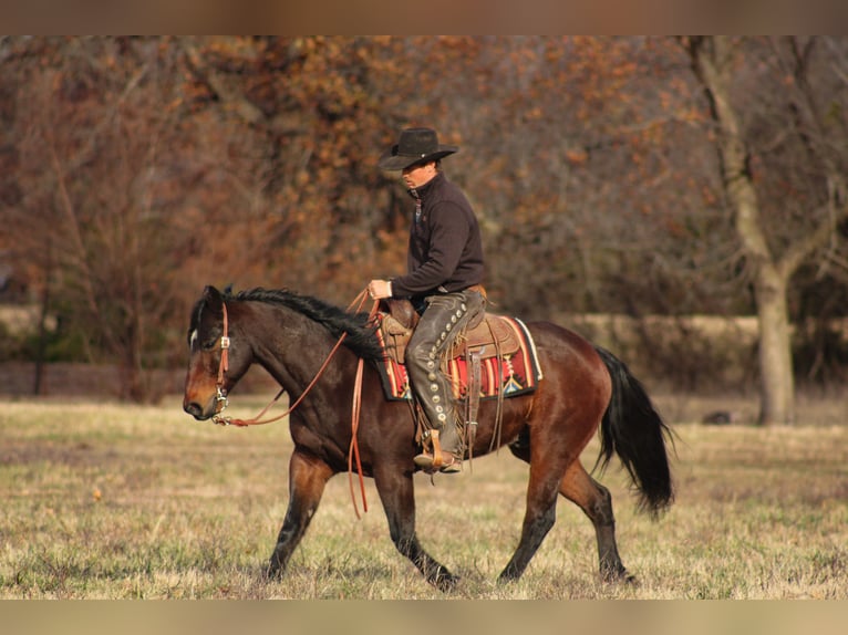 American Quarter Horse Wałach 8 lat 152 cm Gniada in Baxter Springs