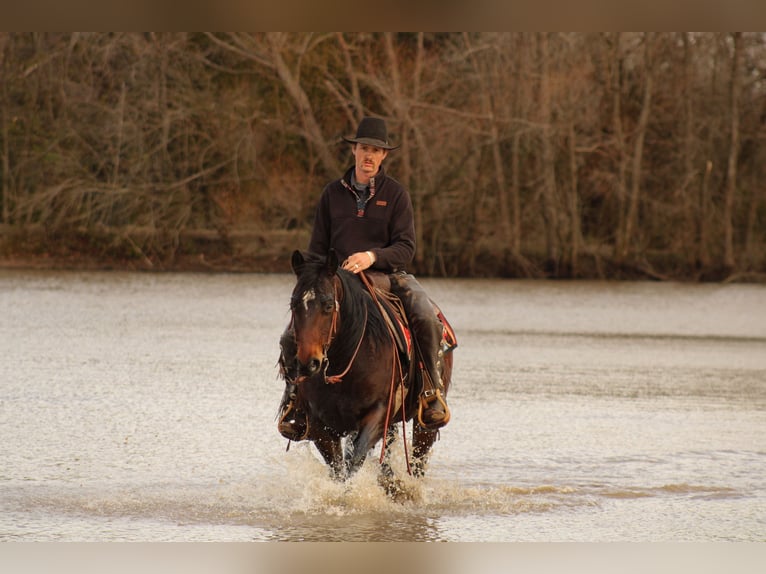 American Quarter Horse Wałach 8 lat 152 cm Gniada in Baxter Springs