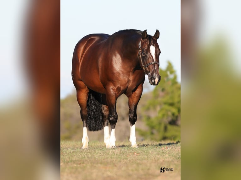 American Quarter Horse Wałach 8 lat 152 cm Gniada in Whitesboro