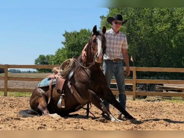 American Quarter Horse Wałach 8 lat 152 cm Gniada in Oakley, MI