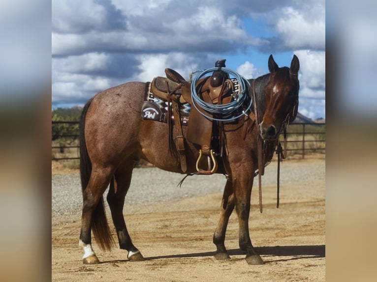 American Quarter Horse Wałach 8 lat 152 cm Gniadodereszowata in Congress