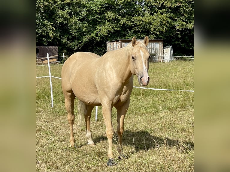 American Quarter Horse Wałach 8 lat 152 cm Izabelowata in ReichweilerPfeffelbach