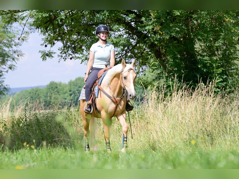 American Quarter Horse Wałach 8 lat 152 cm Izabelowata in Bad Wimpfen