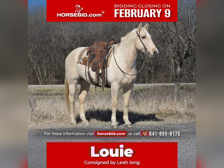 American Quarter Horse Wałach 8 lat 152 cm Izabelowata in Sulphur Springs