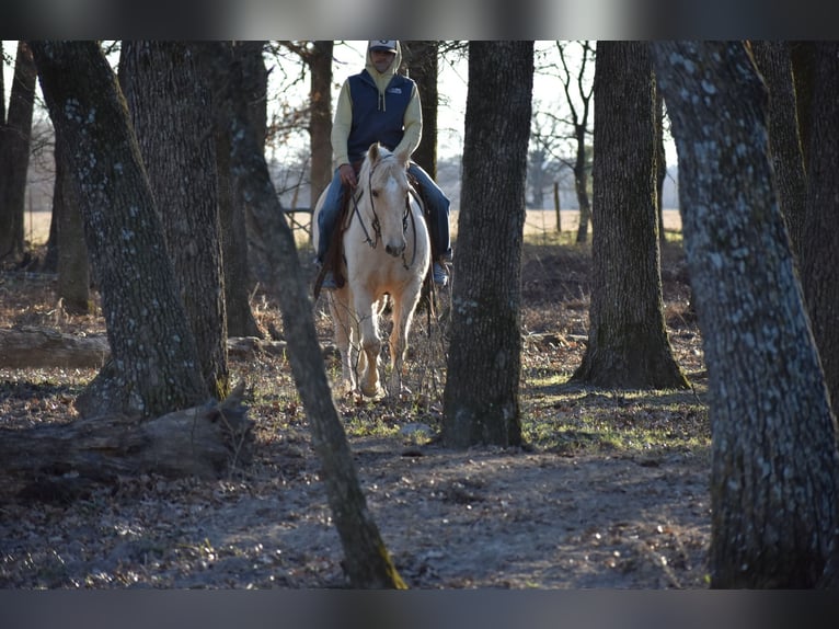 American Quarter Horse Wałach 8 lat 152 cm Izabelowata in Sulphur Springs