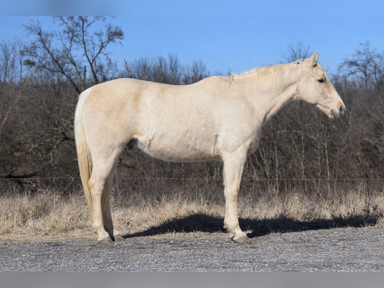 American Quarter Horse Wałach 8 lat 152 cm Izabelowata in Sulphur Springs