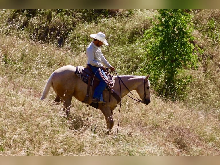 American Quarter Horse Wałach 8 lat 152 cm Izabelowata in Tres Pinos