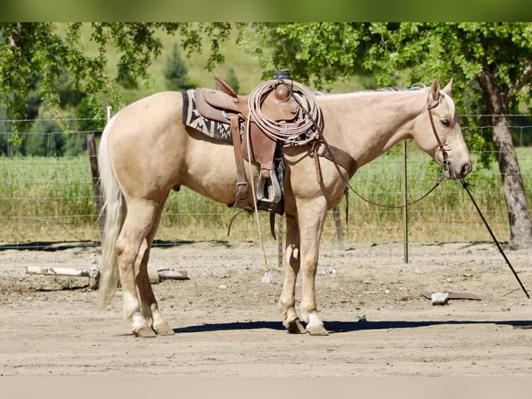 American Quarter Horse Wałach 8 lat 152 cm Izabelowata in Tres Pinos