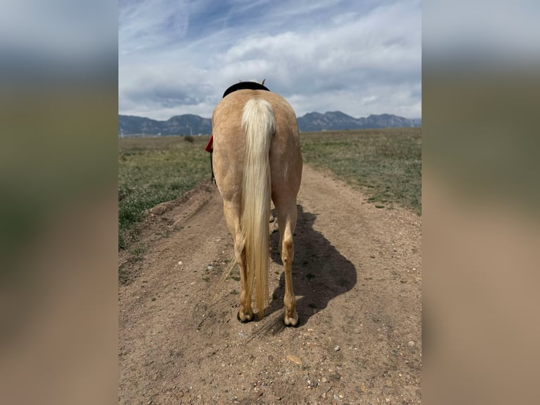 American Quarter Horse Wałach 8 lat 152 cm Izabelowata in Arvada CO