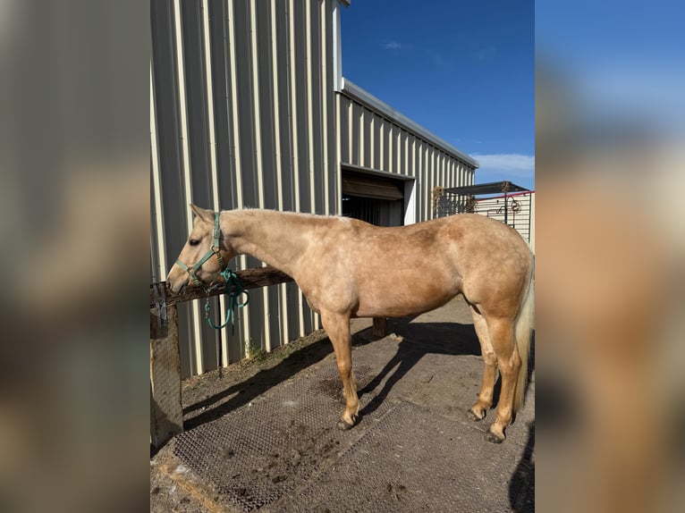 American Quarter Horse Wałach 8 lat 152 cm Izabelowata in Arvada CO
