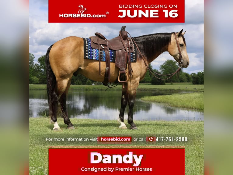 American Quarter Horse Wałach 8 lat 152 cm Jelenia in Buffalo, MO
