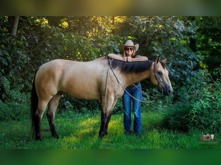 American Quarter Horse Wałach 8 lat 152 cm Jelenia in Elkton, KY