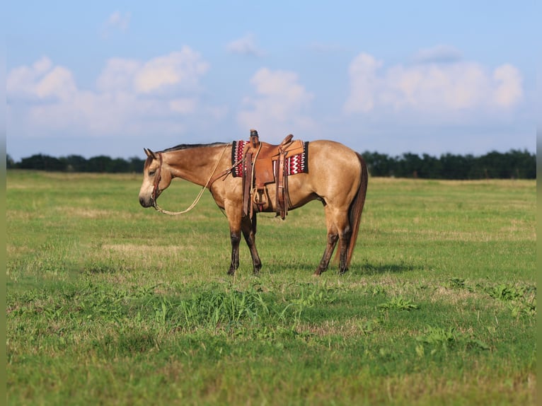 American Quarter Horse Wałach 8 lat 152 cm Jelenia in Mount Vernon, TX