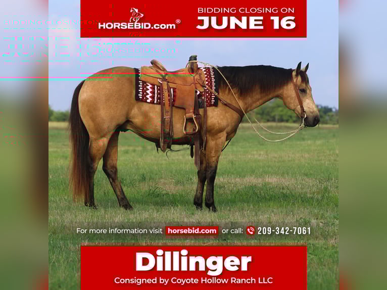 American Quarter Horse Wałach 8 lat 152 cm Jelenia in Mount Vernon, TX
