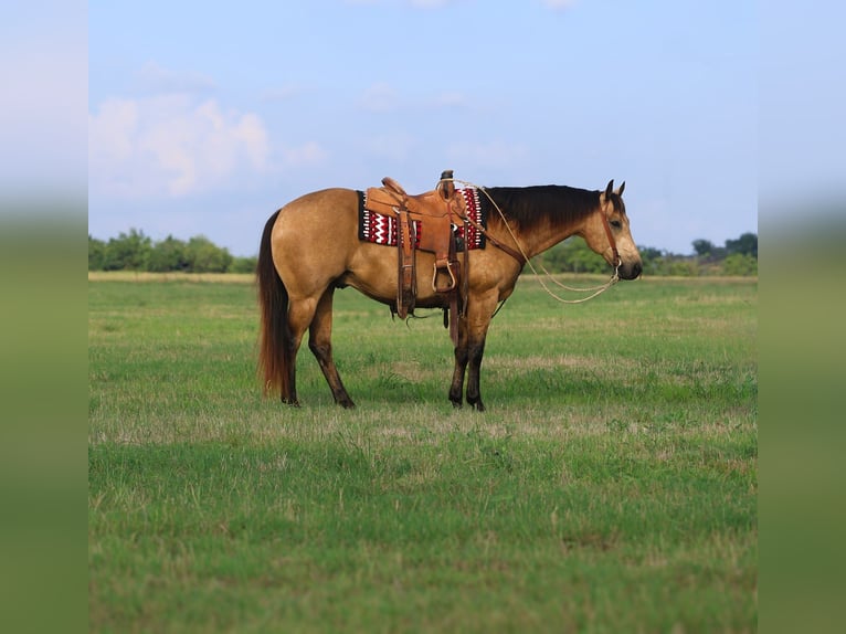 American Quarter Horse Wałach 8 lat 152 cm Jelenia in Mount Vernon, TX