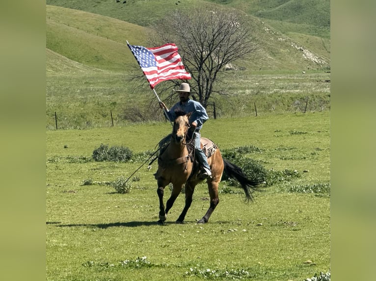 American Quarter Horse Wałach 8 lat 152 cm Jelenia in Tres Pinos