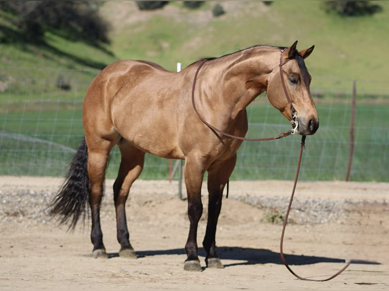 American Quarter Horse Wałach 8 lat 152 cm Jelenia in Tres Pinos
