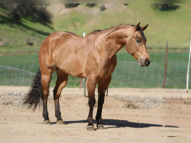 American Quarter Horse Wałach 8 lat 152 cm Jelenia in Tres Pinos