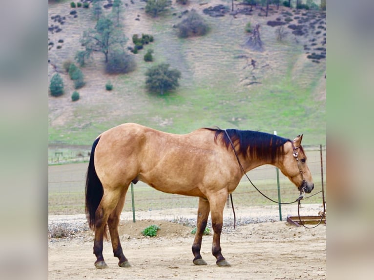 American Quarter Horse Wałach 8 lat 152 cm Jelenia in Paicines CA