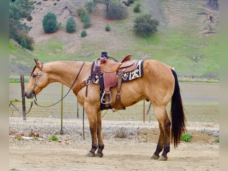 American Quarter Horse Wałach 8 lat 152 cm Jelenia in Paicines CA