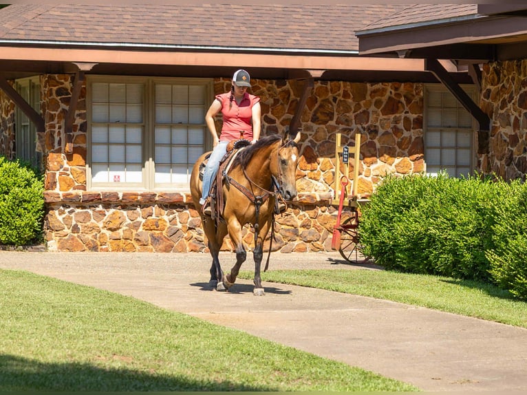 American Quarter Horse Wałach 8 lat 152 cm Jelenia in RUSk TX