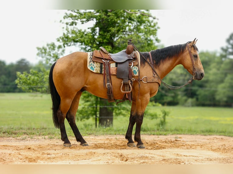 American Quarter Horse Wałach 8 lat 152 cm Jelenia in RUSk TX
