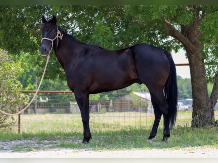 American Quarter Horse Wałach 8 lat 152 cm Kara in Bluff Dale TX