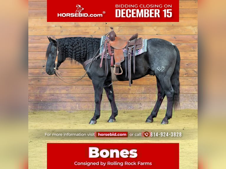 American Quarter Horse Wałach 8 lat 152 cm Karodereszowata in Clarion