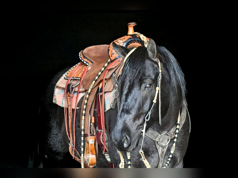 American Quarter Horse Wałach 8 lat 152 cm Karodereszowata in Rebersburg