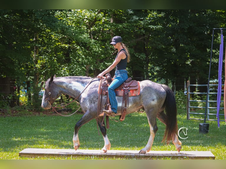 American Quarter Horse Mix Wałach 8 lat 152 cm Karodereszowata in Clover, SC