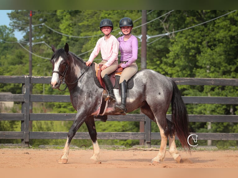 American Quarter Horse Mix Wałach 8 lat 152 cm Karodereszowata in Clover, SC