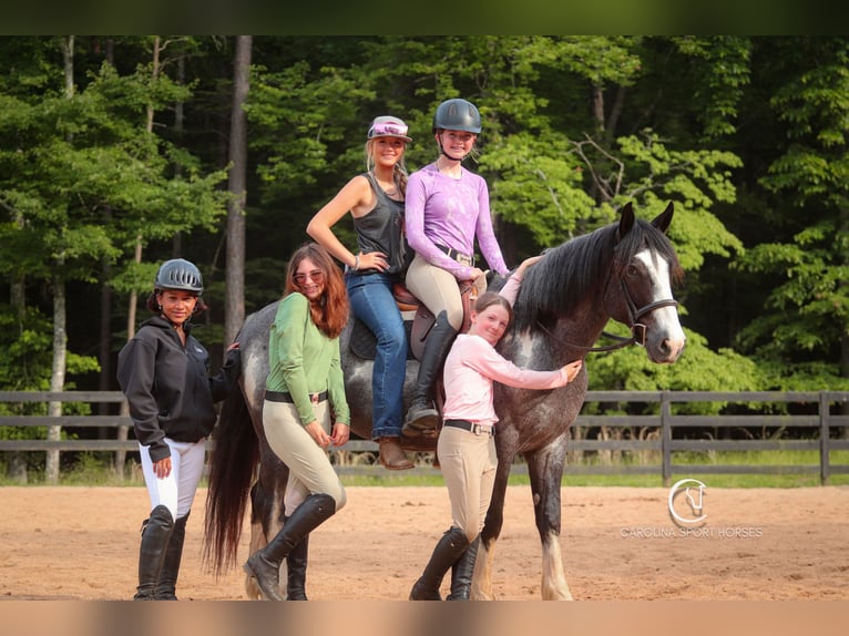American Quarter Horse Mix Wałach 8 lat 152 cm Karodereszowata in Clover, SC