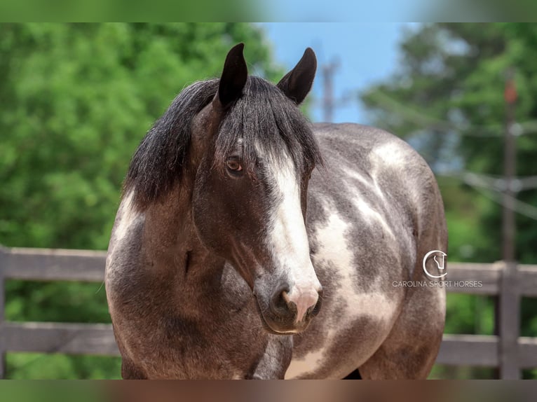 American Quarter Horse Mix Wałach 8 lat 152 cm Karodereszowata in Clover, SC