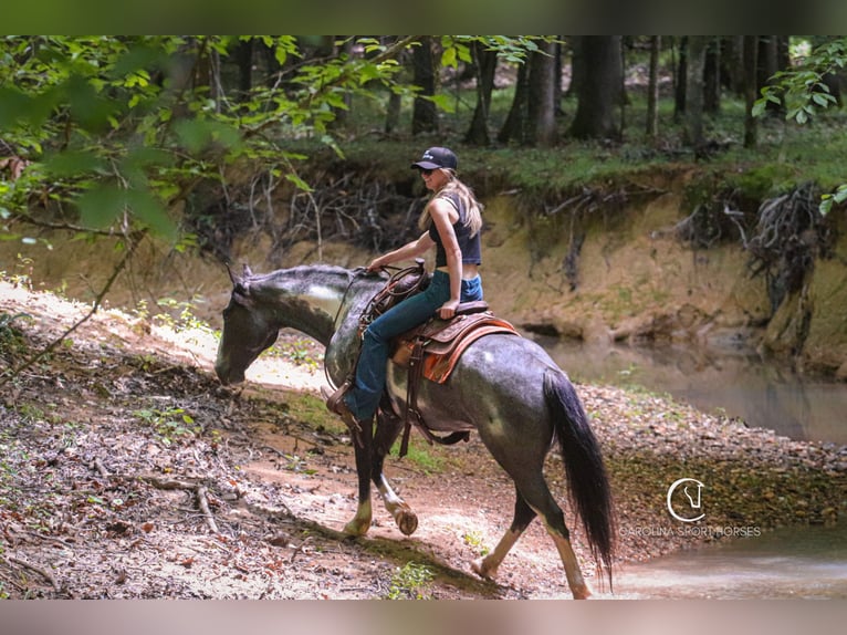 American Quarter Horse Mix Wałach 8 lat 152 cm Karodereszowata in Clover, SC