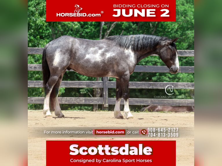 American Quarter Horse Mix Wałach 8 lat 152 cm Karodereszowata in Clover, SC