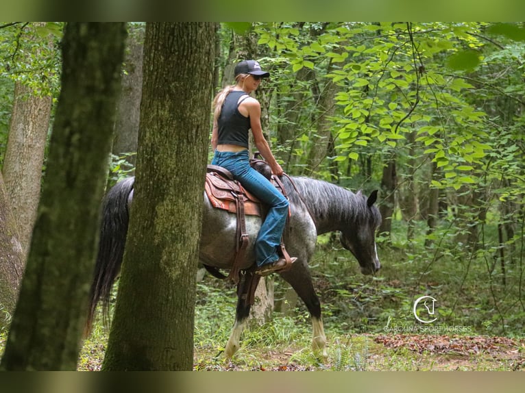 American Quarter Horse Mix Wałach 8 lat 152 cm Karodereszowata in Clover, SC