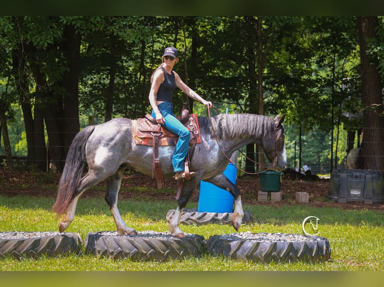 American Quarter Horse Mix Wałach 8 lat 152 cm Karodereszowata in Clover, SC