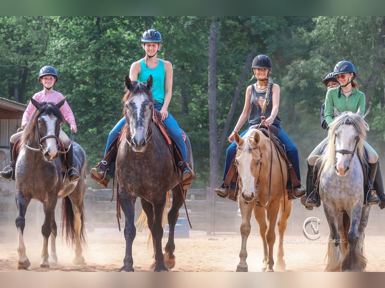 American Quarter Horse Mix Wałach 8 lat 152 cm Karodereszowata in Clover, SC